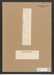 Diatomeae indet. Zeichnungen Sammlung Grunow Nr. 4511 (NHMW-BOT-W0372480)